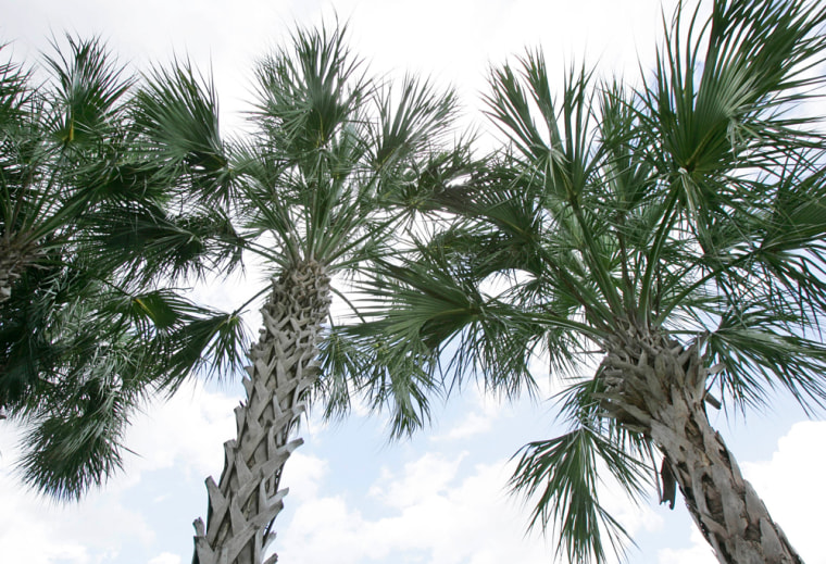 Image: Sabal palm tree